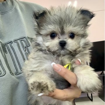 ポメマル(ポメラニアン×マルチーズ)【滋賀県・女の子・2025年8月28日・ウルフセーブル】の写真「小柄な天使🐶💓早いもの勝ちですよー🤗💓」