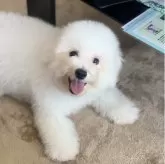 ビションフリーゼ