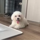 ビションフリーゼ