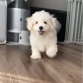 ビションフリーゼ