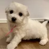 ビションフリーゼ