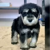 ミニチュアシュナウザー【滋賀県・男の子・2025年9月13日・ブラック&シルバー】の写真1