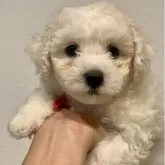 ビションフリーゼ