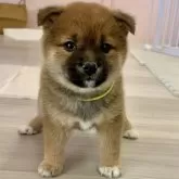 豆柴【滋賀県・女の子・2024年12月15日・赤】の写真1