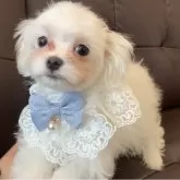 マルチーズ