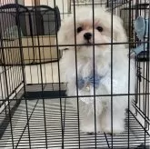 マルチーズ