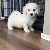 ビションフリーゼ