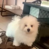 ビションフリーゼ