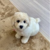 ビションフリーゼ