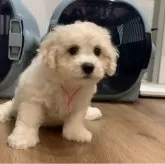 ビションフリーゼ