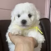 ビションフリーゼ