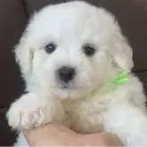 ビションフリーゼ