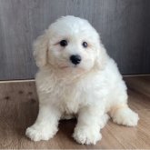 ビションフリーゼ