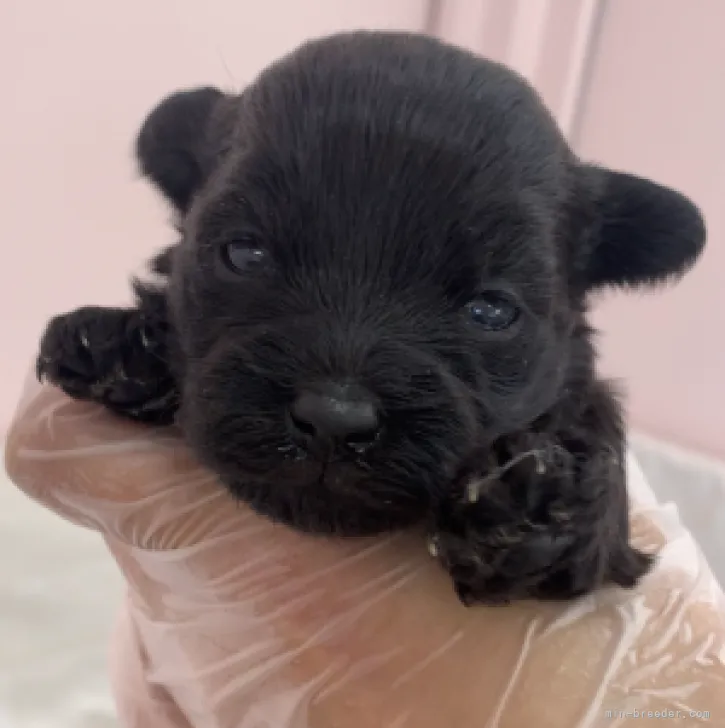 J.S 様のお迎えした子犬