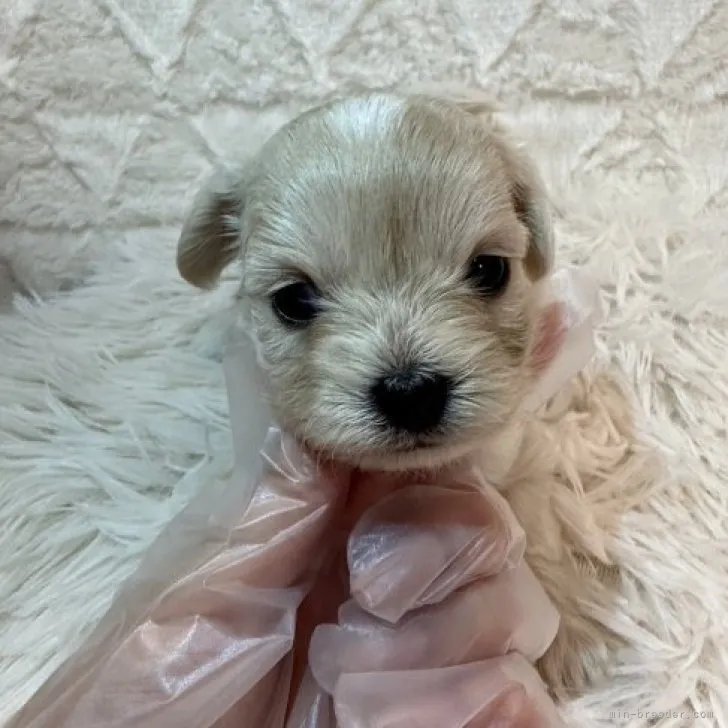 ID：2306-02743の子犬