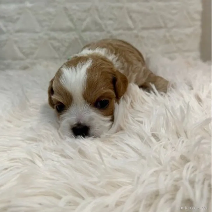 ID:2306-02932の子犬
