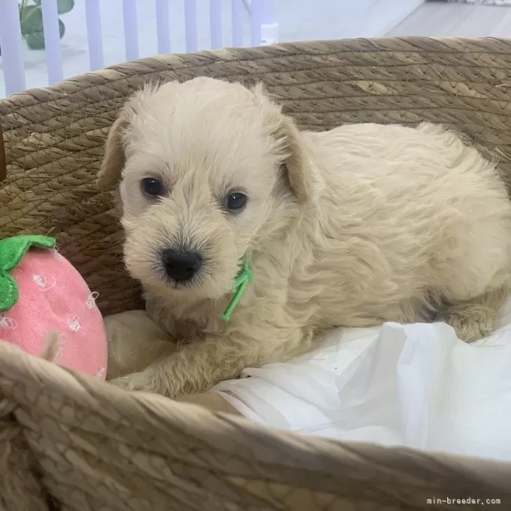ID:2405-01547の子犬