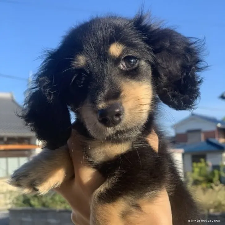 ID：2308-04080の子犬