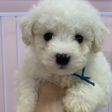 ビションフリーゼ【滋賀県・男の子・2024年2月6日・ホワイト】の写真「美形な小柄な男の子です🐶🧢両親爆毛です💕」