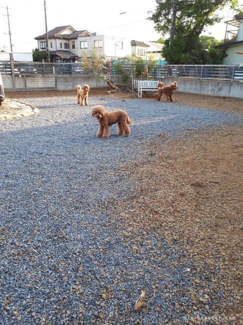 専用ドッグラン｜伊覇　美智子(いは　みちこ)ブリーダー(千葉県・スタンダードプードル・JKC登録)の紹介写真3