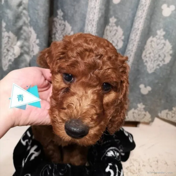 ID：2305-02195の子犬