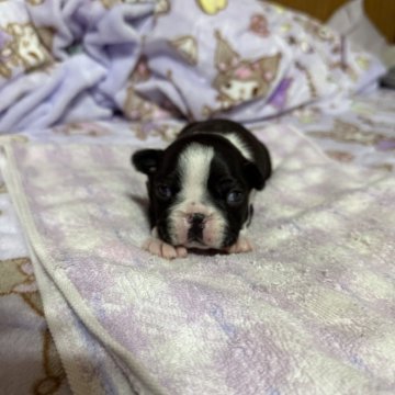 ボストンテリア【兵庫県・男の子・2025年11月12日・ボストンカラー】の写真「すくすく成長中です➕⤴️✨」