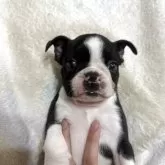 ボストンテリア