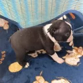 ボストンテリア【兵庫県・男の子・2025年4月28日・ボストンカラー】の写真2