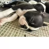 ボストンテリア【兵庫県・男の子・2025年4月28日・ボストンカラー】の写真5