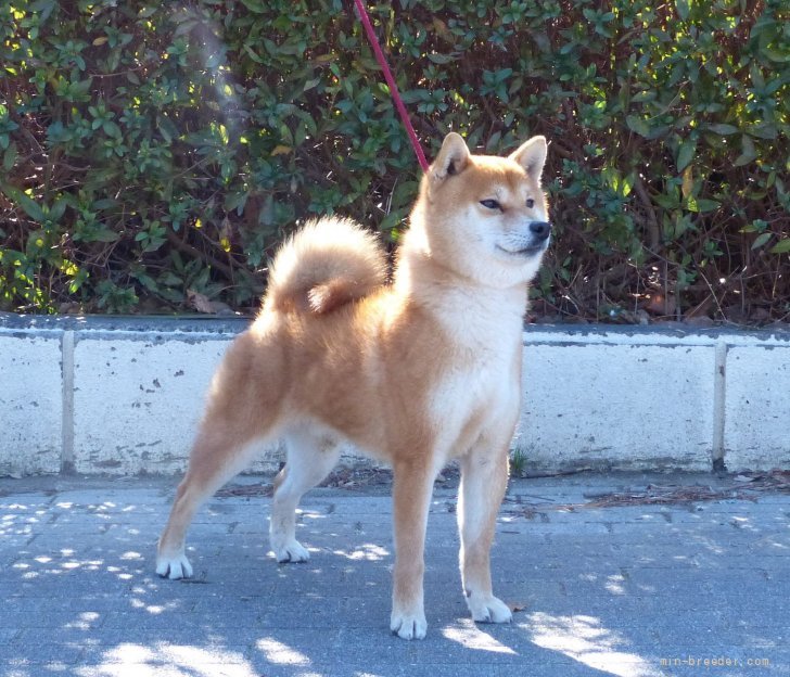 日本犬保存会優良1席本部受賞犬｜古川　政美(ふるかわ　まさみ)ブリーダー(静岡県・柴犬・日本犬保存会/KCジャパン登録)の紹介写真1