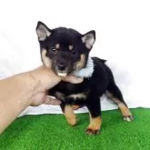 豆柴【静岡県・男の子・2025年7月25日・黒】の写真3