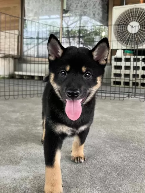 黒豆柴 柴犬子犬 雄犬らしい顔貌と風貌 - ユメ01(2444) 美原阿弥荘