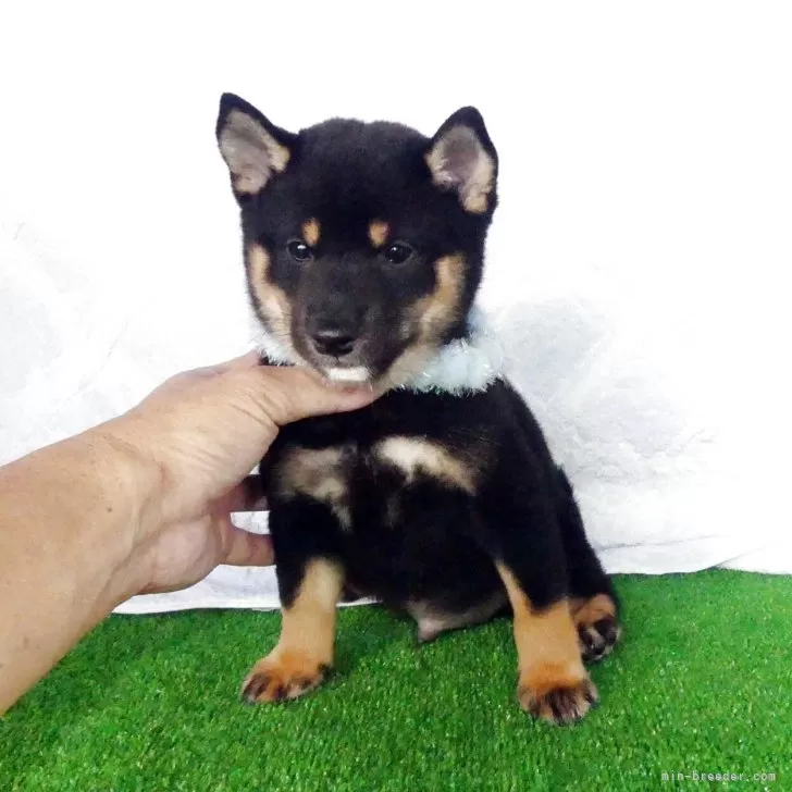 豆柴【静岡県・男の子・2025年7月25日・黒】の写真1