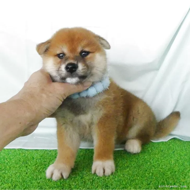 ID：2506-01523の子犬