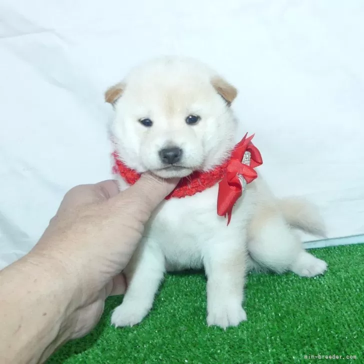 まさのぶ 様のお迎えした子犬