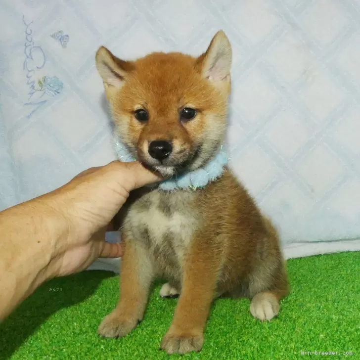 ID:2507-03453の子犬