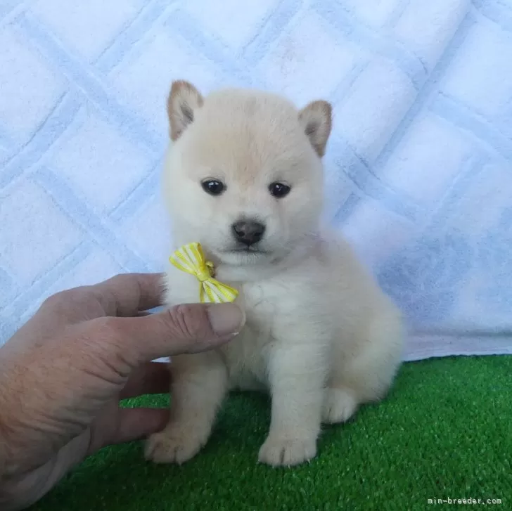 ID:2501-00631の子犬