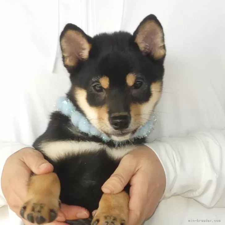 ID：2509-00644の子犬