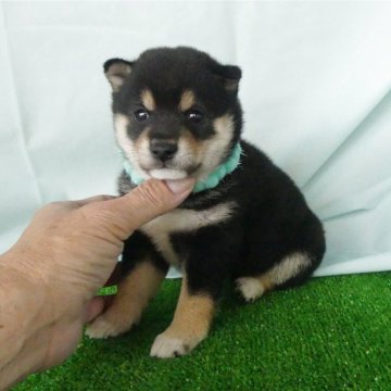 柴犬(豆柴)【静岡県・男の子・2025年5月4日・黒】の写真「綺麗な顔立ちの黒豆柴オスです。」