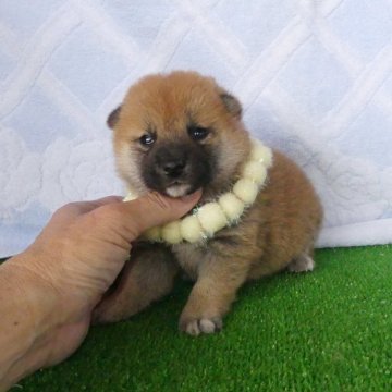 柴犬(標準サイズ)【静岡県・女の子・2025年4月19日・赤】の写真「綺麗な顔立ちの赤メス子犬です」