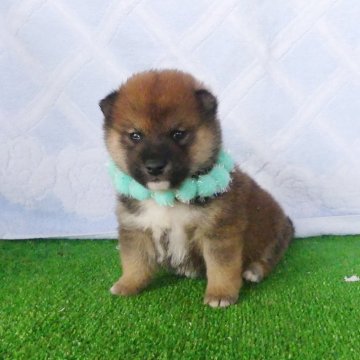 柴犬(標準サイズ)【静岡県・男の子・2025年4月19日・赤】の写真「綺麗な顔立ちの赤オス子犬です」