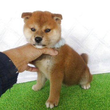 柴犬(標準サイズ)【静岡県・女の子・2025年10月25日・赤】の写真「綺麗な顔立ちのオス子犬です」