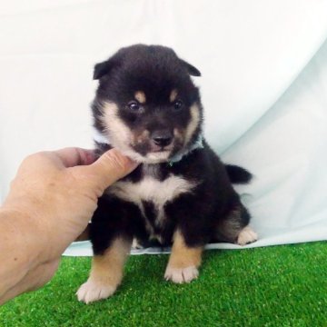 柴犬(豆柴)【静岡県・男の子・2025年5月4日・黒】の写真「綺麗な顔立ちの黒豆柴オスです」