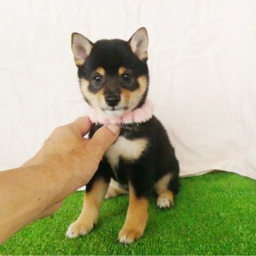 柴犬(豆柴)【静岡県・女の子・2025年5月4日・黒】の写真「綺麗な顔立ちの黒豆柴メスです。」