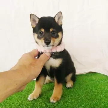 【豆柴ページです】 豆柴子犬2/4 女の子♂ 商談中 | 豆柴子犬情報