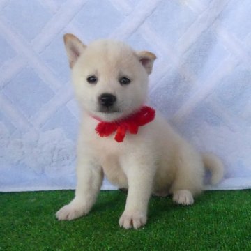 柴犬(豆柴)【静岡県・女の子・2025年7月12日・白】の写真「綺麗な顔立ちの白豆柴メスです。」