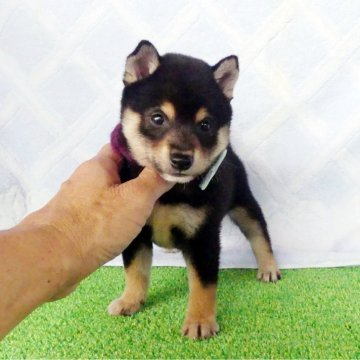 柴犬(豆柴)【静岡県・男の子・2025年6月28日・黒】の写真「綺麗な顔立ちの黒豆柴男の子です！」