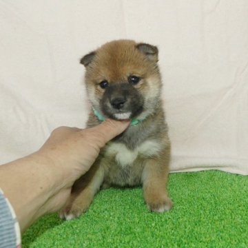 柴犬(豆柴)【静岡県・男の子・2025年2月9日・赤】の写真「綺麗な顔立ちの赤豆柴男の子です！」