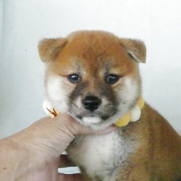 柴犬(標準サイズ)【静岡県・女の子・2025年5月2日・赤】の写真「綺麗な顔立ちのメス子犬です」