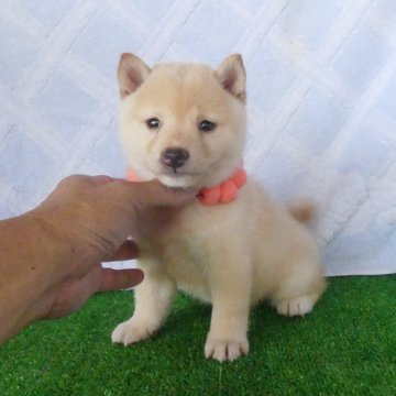 豆柴【静岡県・女の子・2025年8月10日・白】の写真「綺麗な顔立ちの白豆柴メスです。」